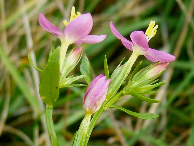 Centaurium erythraea